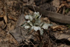Chloraea