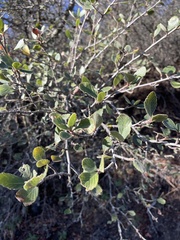 Cercocarpus betuloides