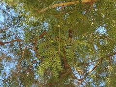 Tipuana tipu