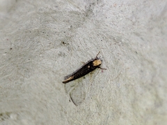 Monopis nigricantella