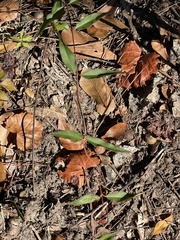 Gelsemium sempervirens
