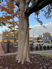 Quercus × comptoniae