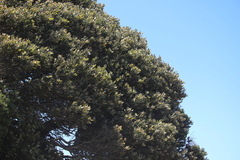 Aextoxicon punctatum