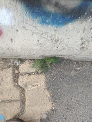 Lepidium didymum