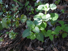 Stevia berlandieri