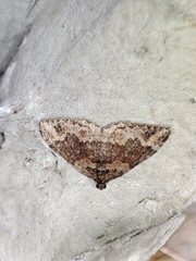 Catarhoe basochesiata