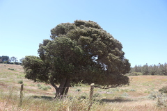 Aextoxicon punctatum