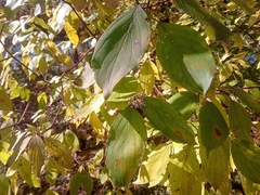 Cornus amomum