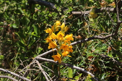 Chloraea gavilu