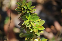 Berberis valdiviana