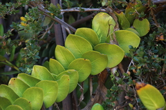 Griselinia scandens