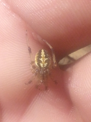 Neoscona theisi