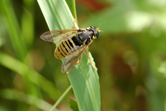 Temnostoma vespiforme