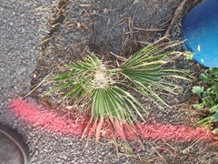 Washingtonia robusta