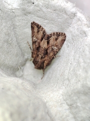 Mniotype occidentalis