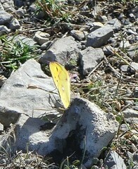 Colias croceus