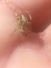 Neoscona theisi
