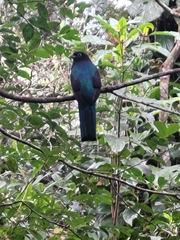 Trogon viridis