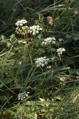Apioideae