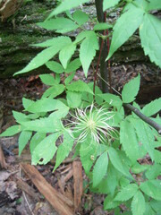 Clematis alpina sibirica