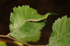 Phyllonorycter tristrigella