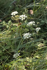 Apioideae