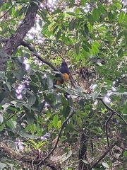 Trogon viridis