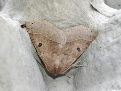 Crocallis dardoinaria