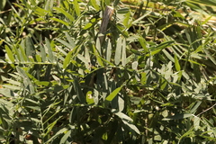 Vicia