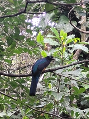 Trogon viridis