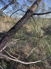 Pinus sabiniana
