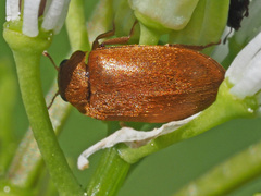 Byturus ochraceus