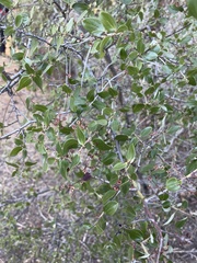 Ceanothus oliganthus