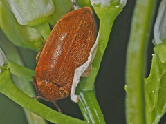 Byturus ochraceus