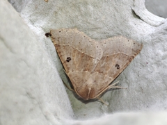 Crocallis dardoinaria