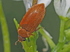 Byturus ochraceus