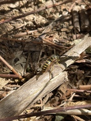 Aculeata