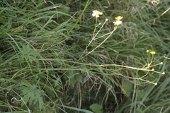 Ranunculus acris