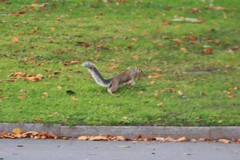 Sciurus carolinensis