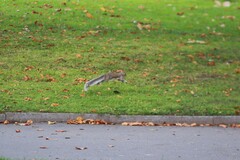Sciurus carolinensis