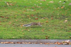 Sciurus carolinensis