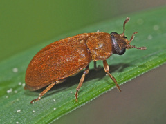 Byturus ochraceus