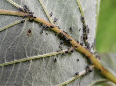 Aphis fabae