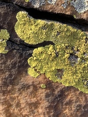 Acarosporaceae