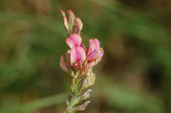 Onobrychis viciifolia