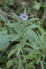 Symphyotrichinae