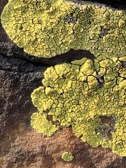 Acarosporaceae