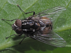 Graphomya maculata