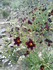 Salpiglossis sinuata