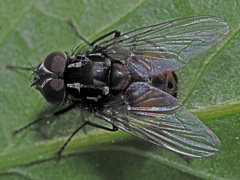 Graphomya maculata